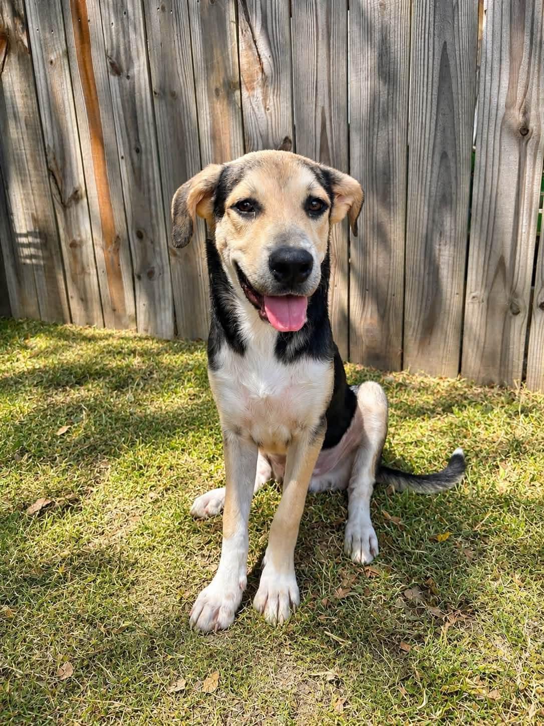Phil, ADOPTABLE, Puppy Male Shepherd.