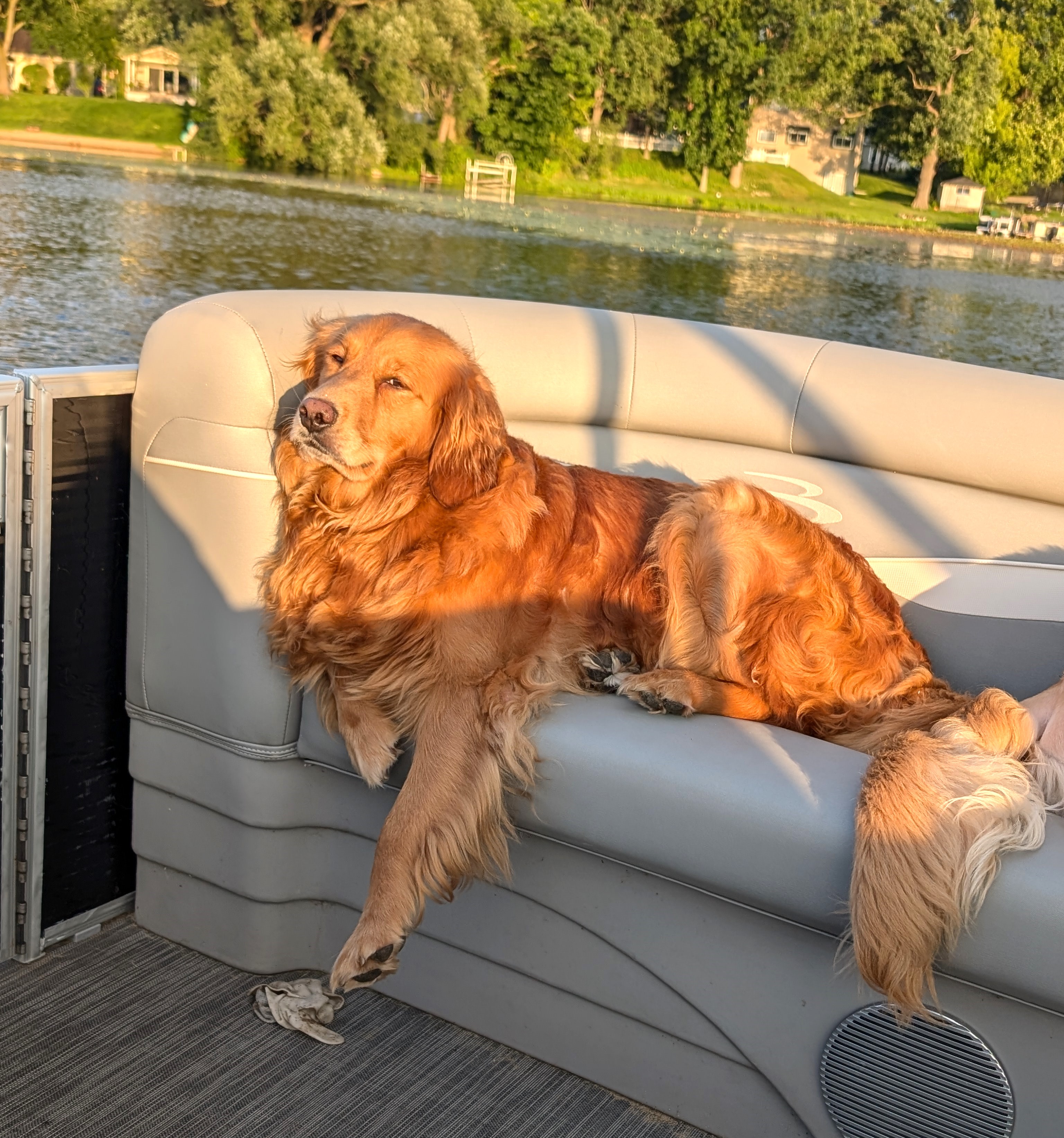 Enlarge Daphne, a Adopted Golden Retriever in Grand Rapids, MI image 2/3