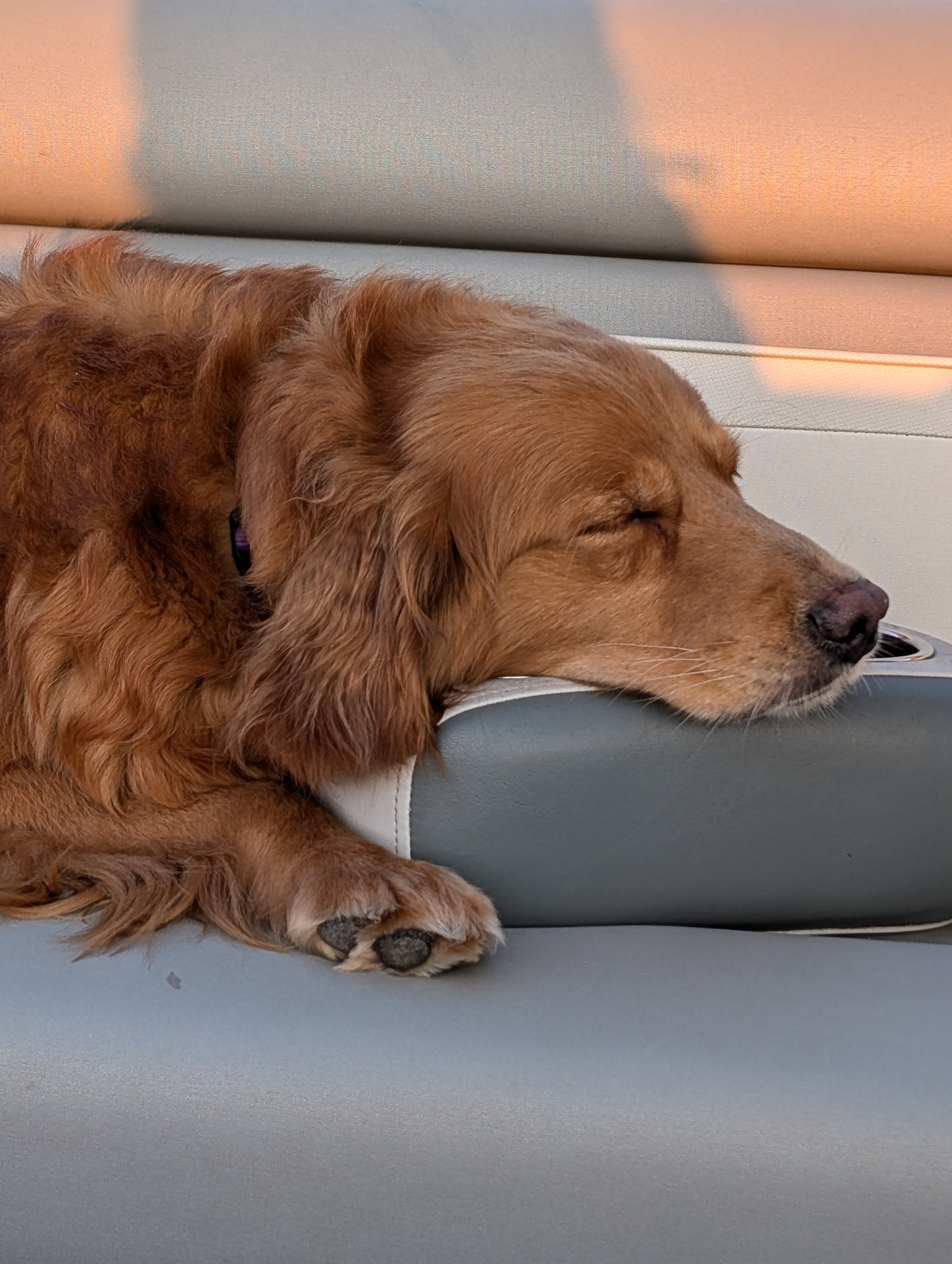 Enlarge Daphne, a Adopted Golden Retriever in Grand Rapids, MI image 3/3