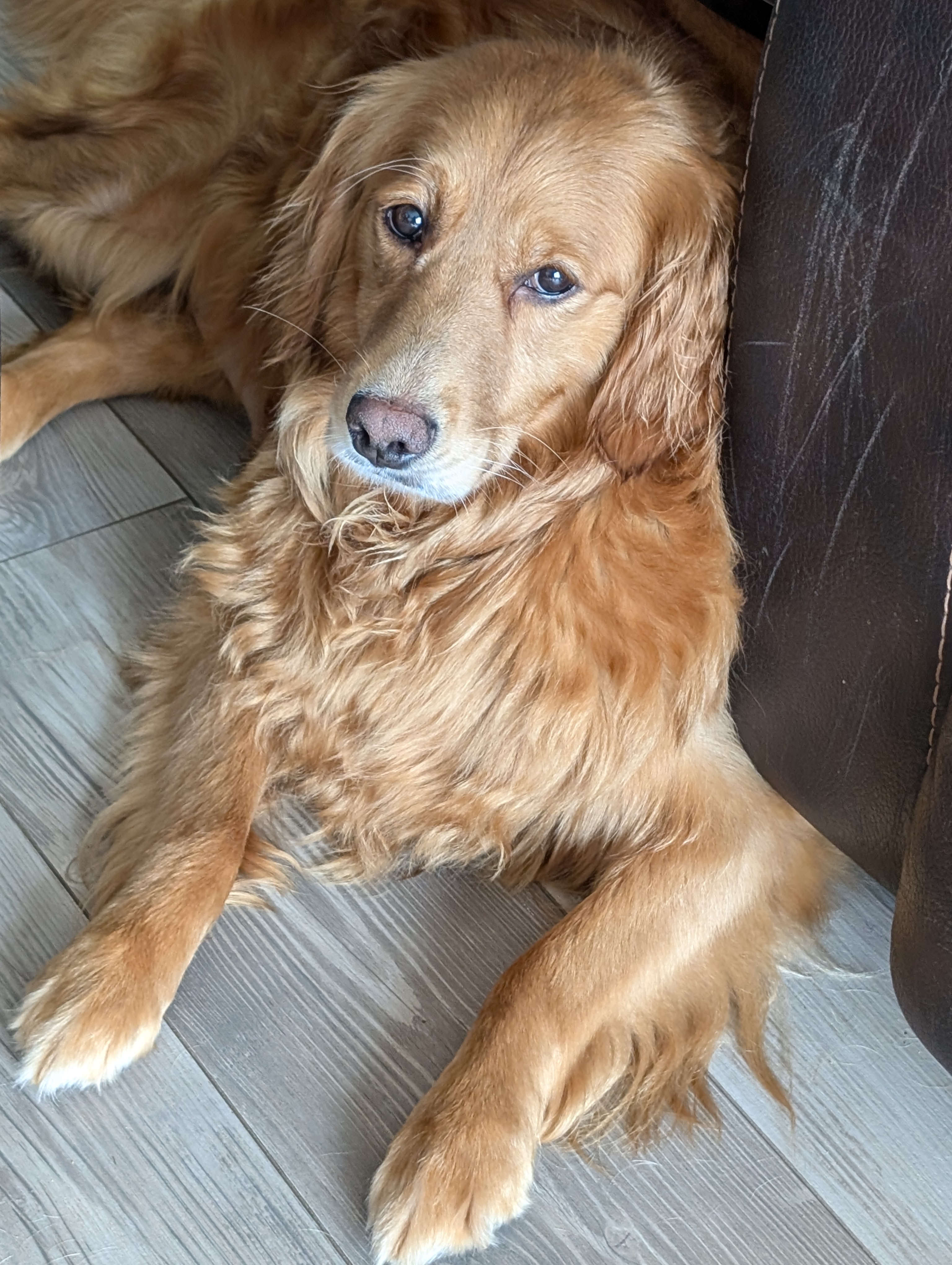 Enlarge Daphne, a Adopted Golden Retriever in Grand Rapids, MI image 1/3