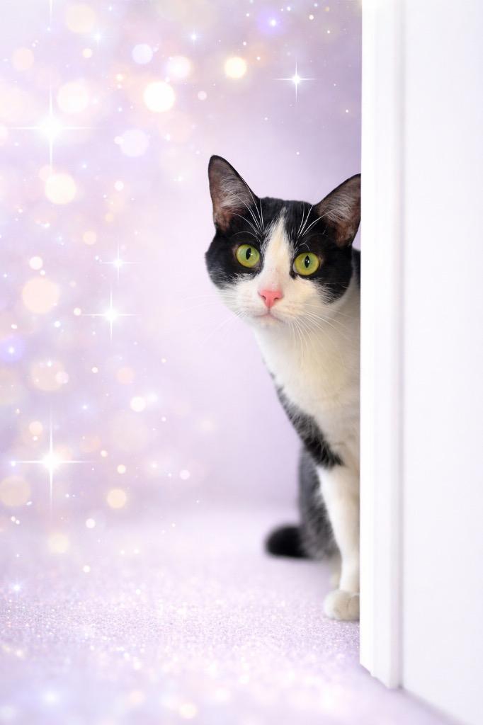 Enlarge Eve, a Adoptable mixed breed in Claremore, OK image 2/2