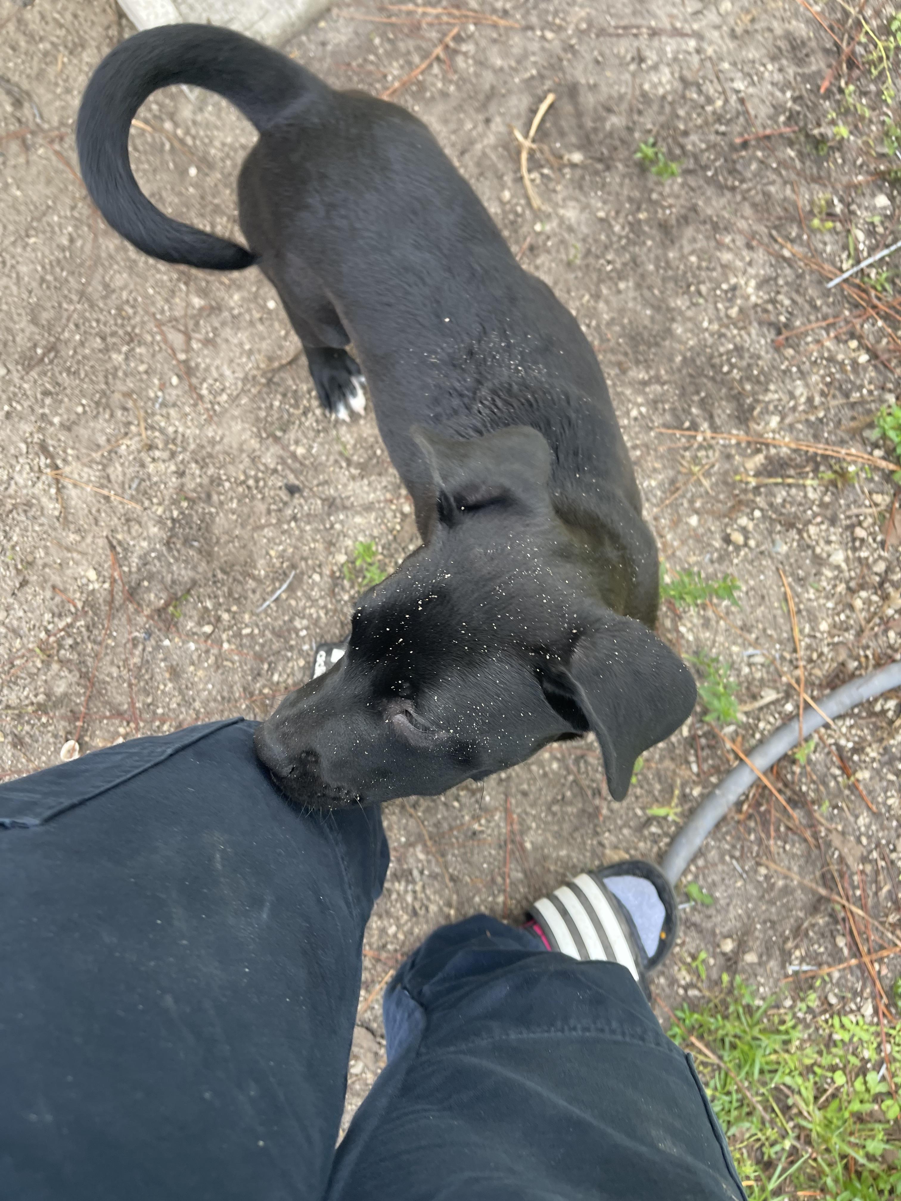 Midnight, Adoptable, Puppy Male Black Labrador Retriever.