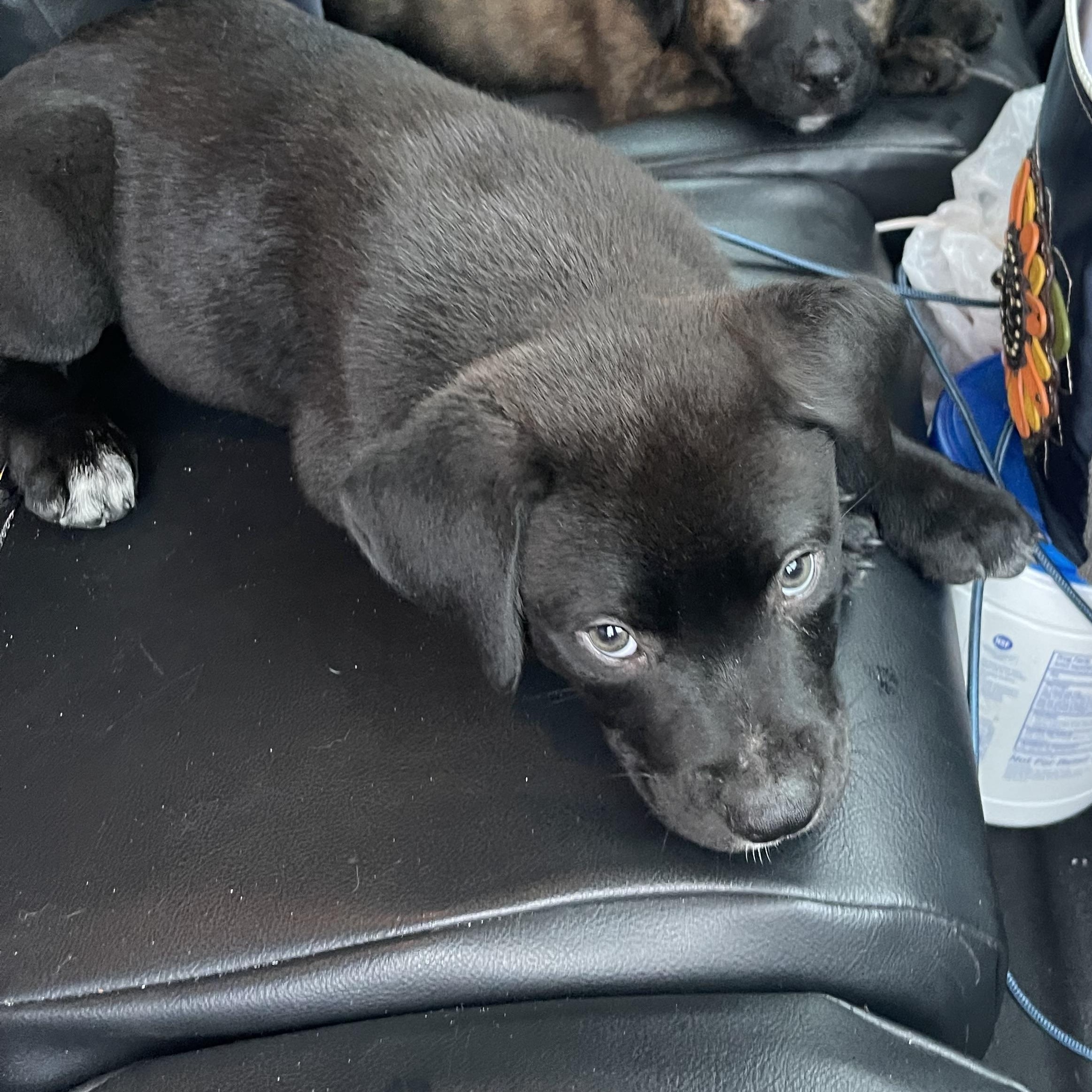Midnight, Baby Male Black Labrador Retriever