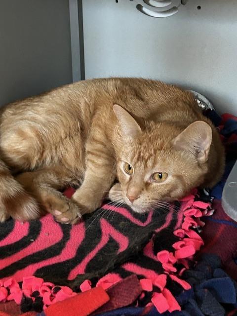 Hunter, Adoptable, Adult Male Domestic Short Hair.