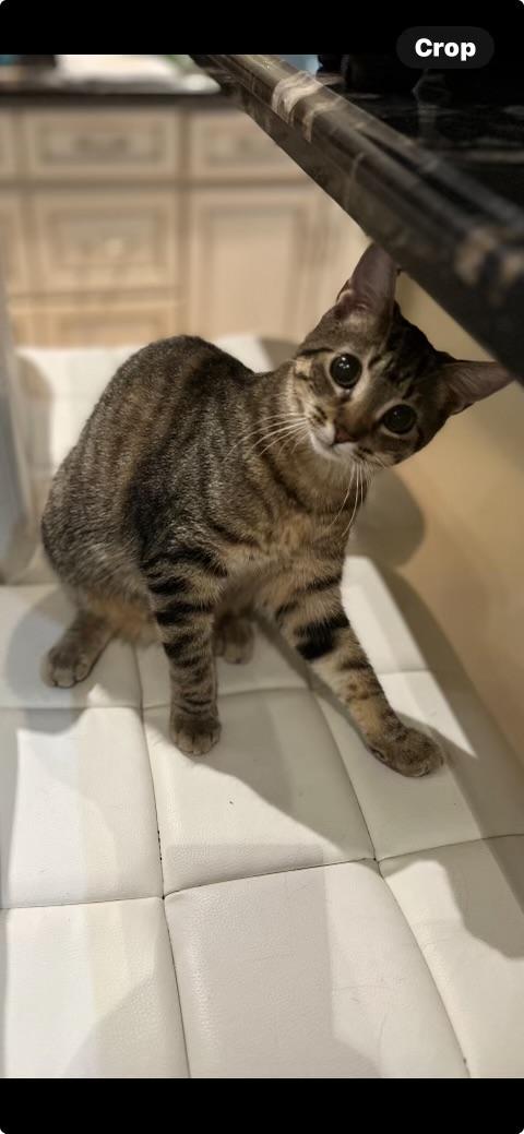 Enlarge Trixie and Raine (bonded), a Adoptable Domestic Short Hair in Hamilton, ON image 6/6