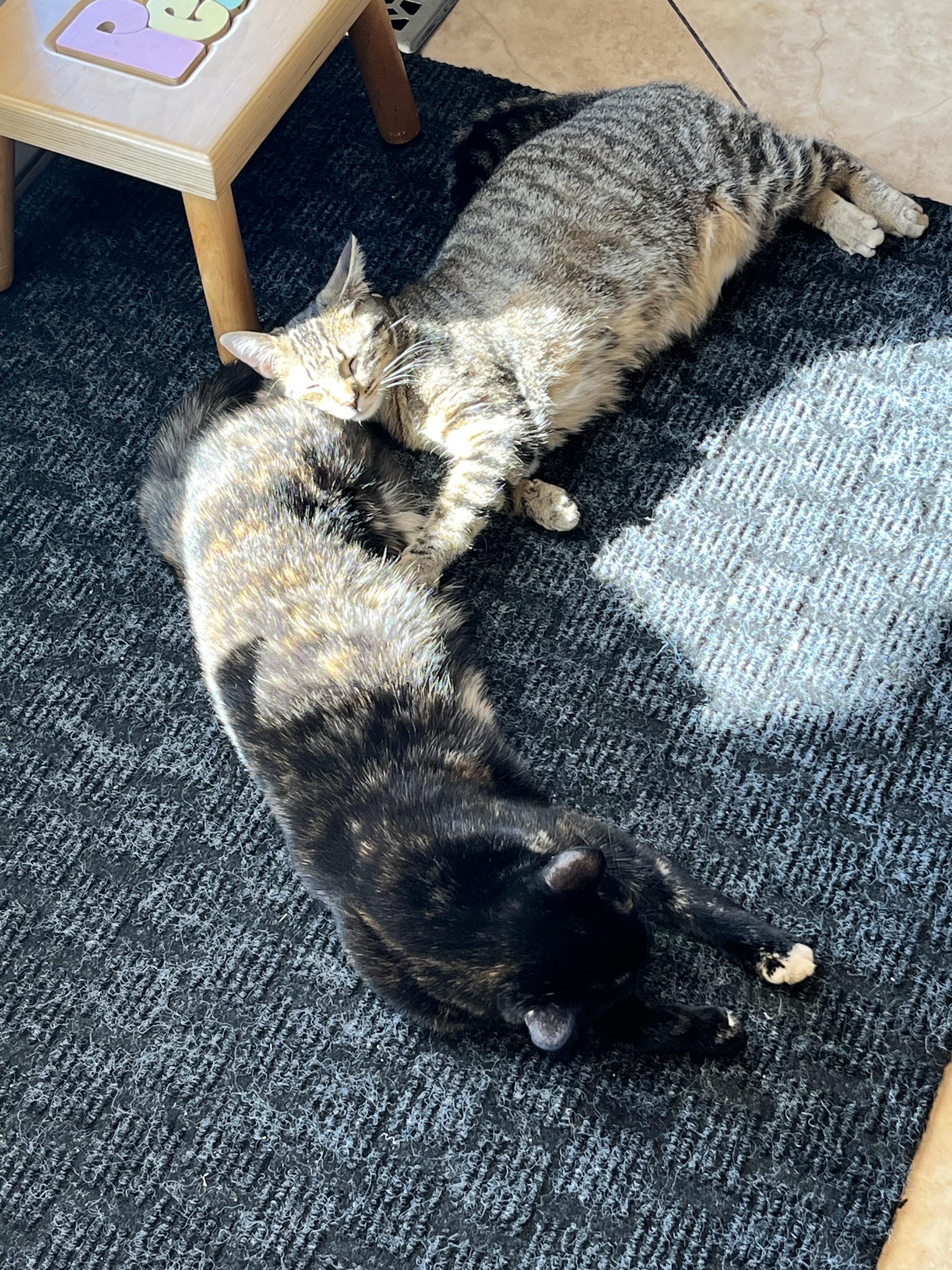 Enlarge Trixie and Raine (bonded), a Adoptable Domestic Short Hair in Hamilton, ON image 5/6