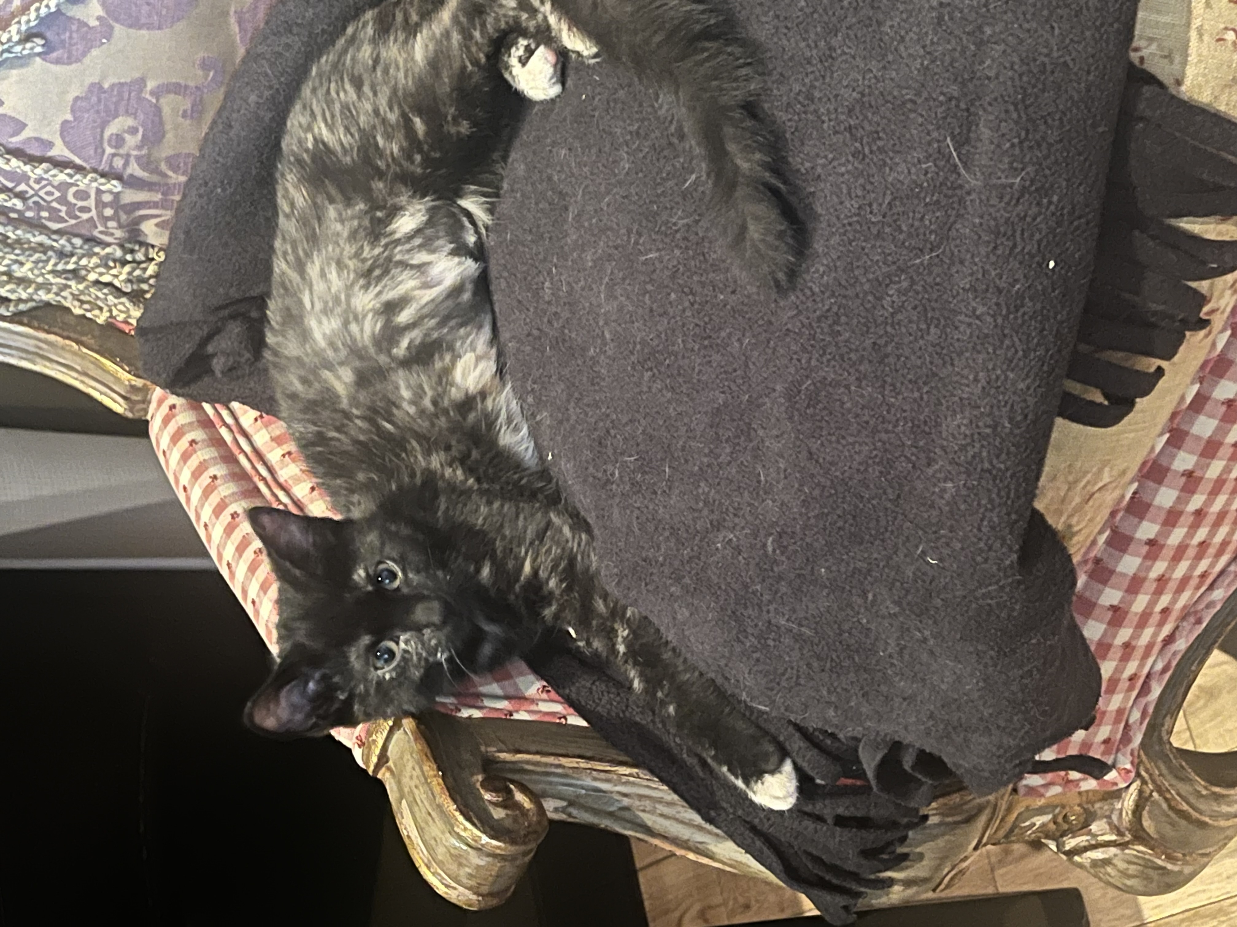 Enlarge Trixie and Raine (bonded), a Adoptable Domestic Short Hair in Hamilton, ON image 3/6