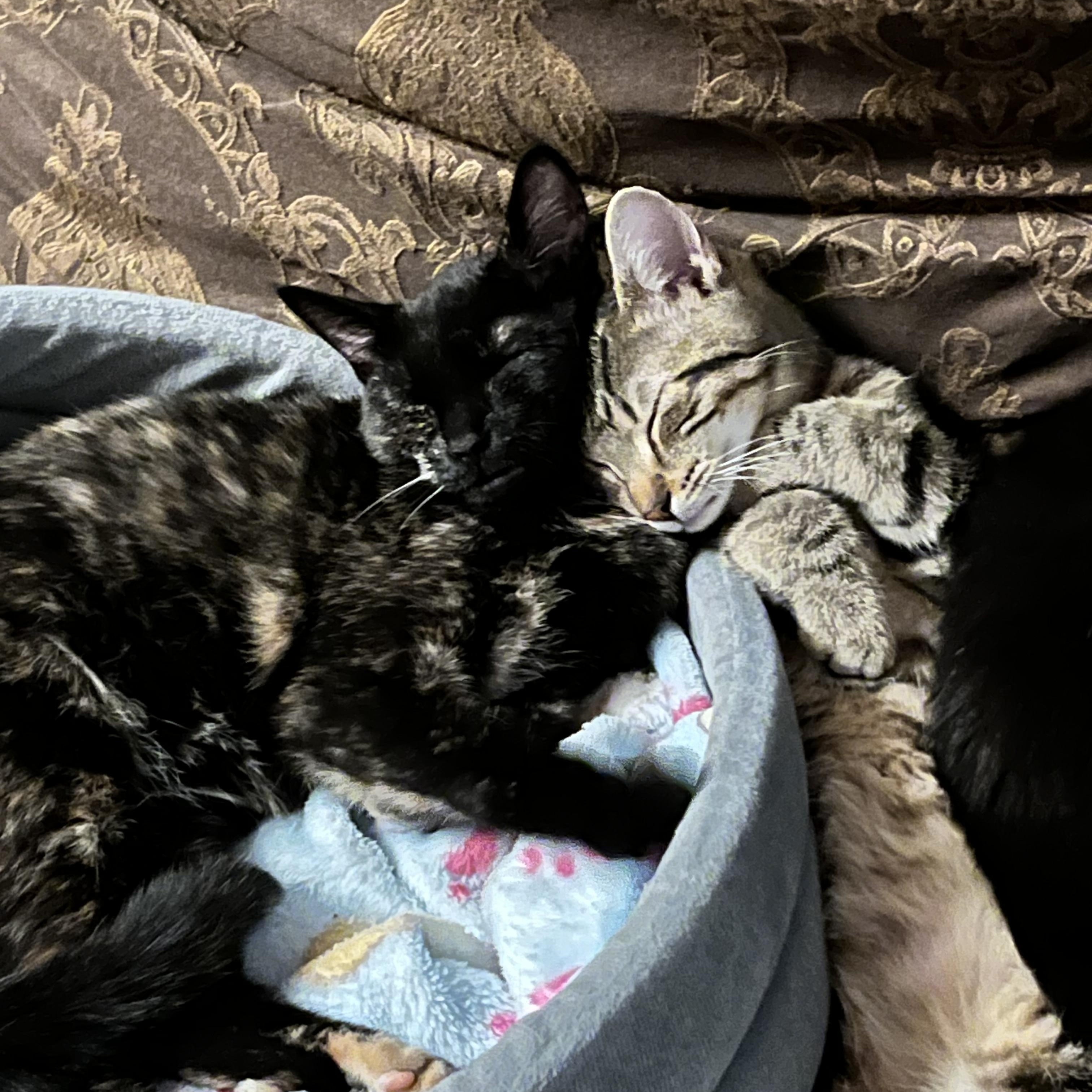 Trixie and Raine (bonded), Baby Female Domestic Short Hair