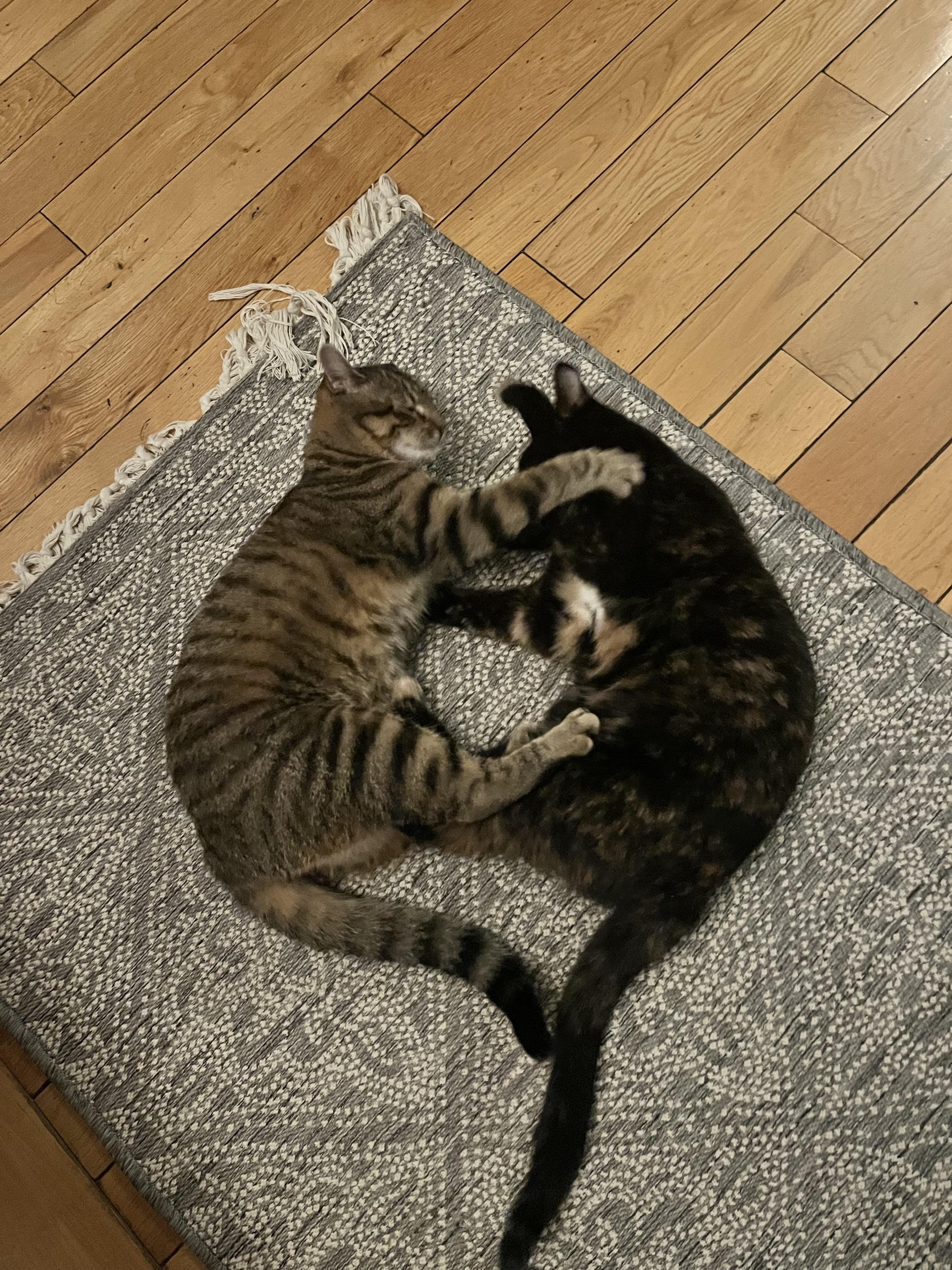 Enlarge Trixie and Raine (bonded), a Adoptable Domestic Short Hair in Hamilton, ON image 2/6