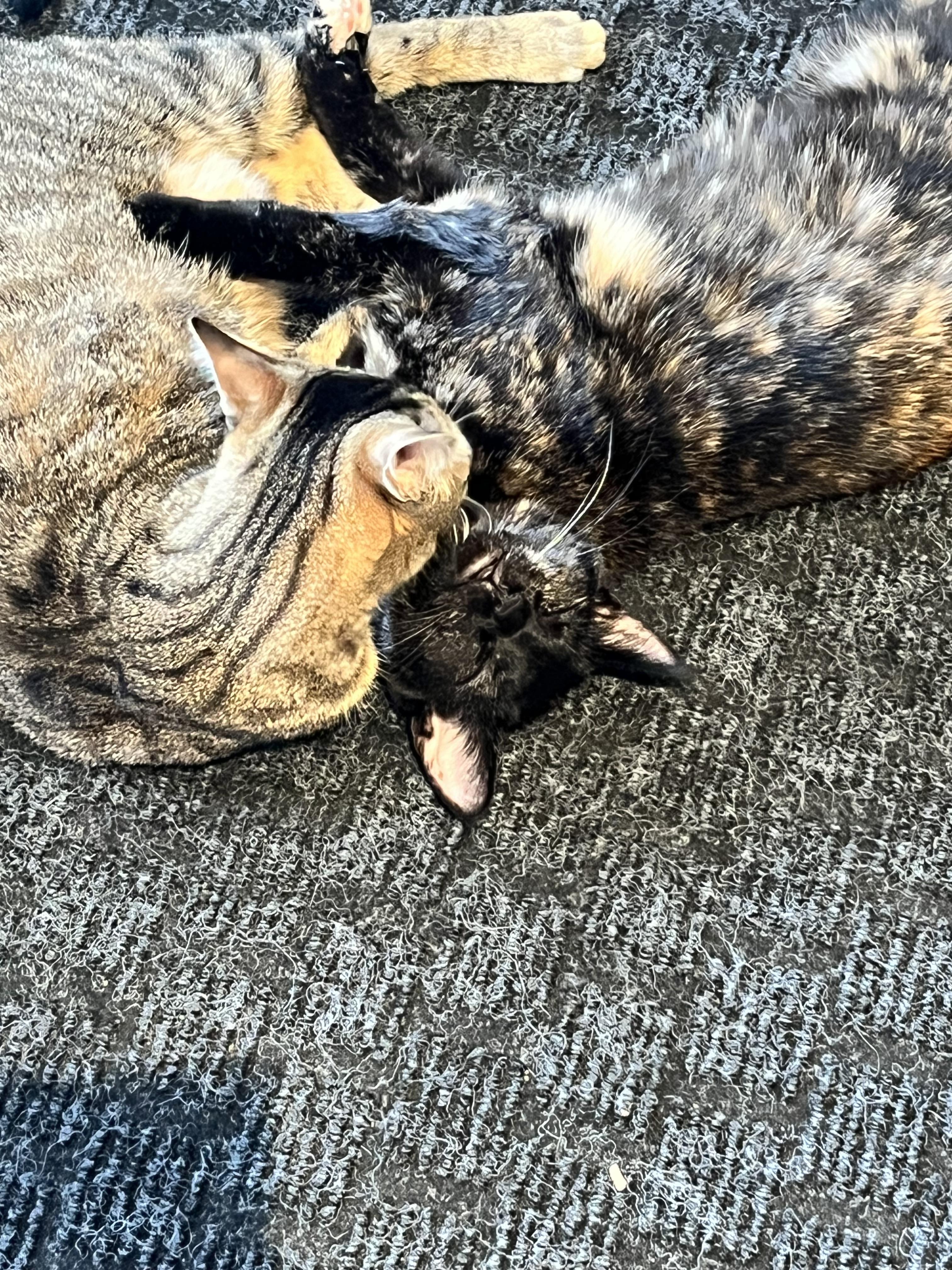 Enlarge Trixie and Raine (bonded), a Adoptable Domestic Short Hair in Hamilton, ON image 4/6