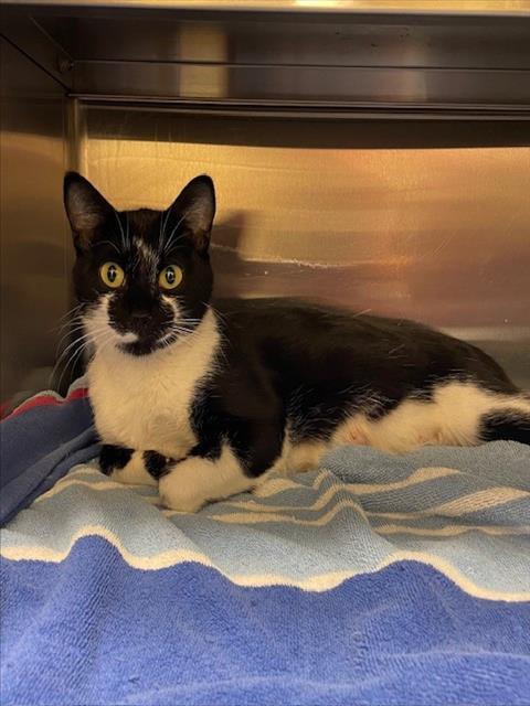 MADGE, Adoptable, Young Female Domestic Short Hair & Domestic Short Hair.