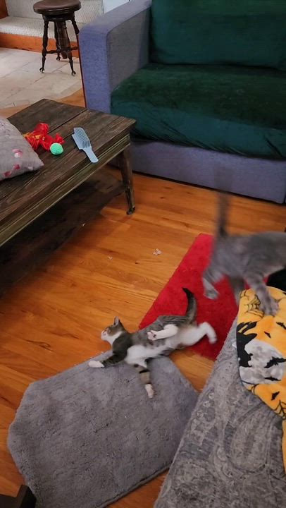 Enlarge Natalie - Wobbly - Adorable!, a Adoptable Tabby in Hoquiam, WA video 3/4