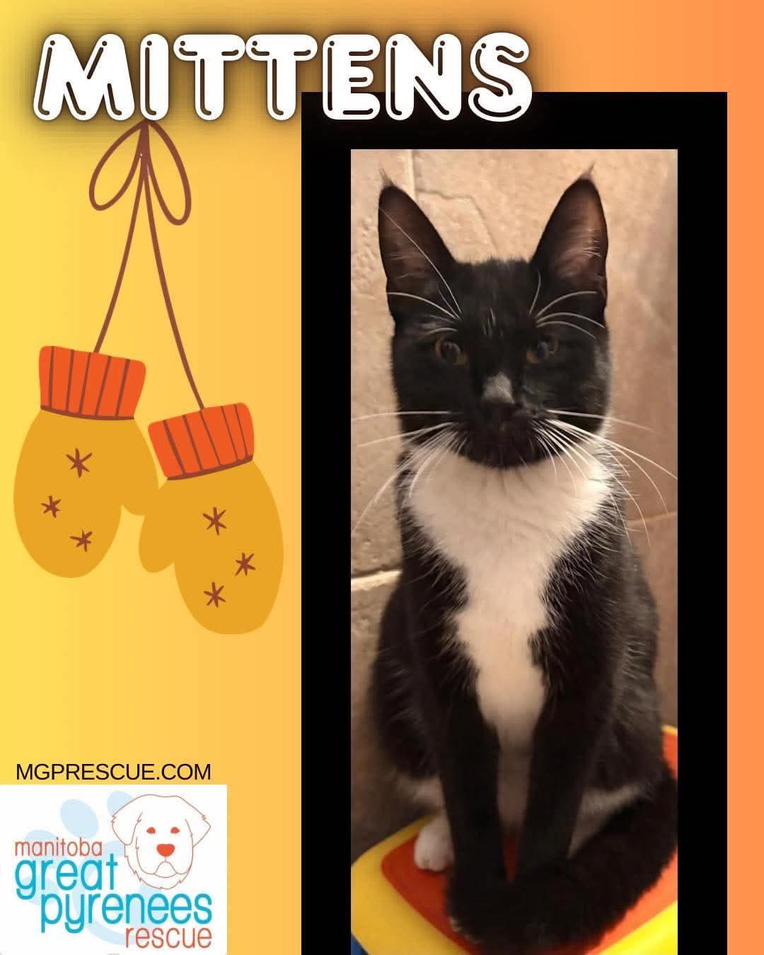 Enlarge Mittens, a ADOPTABLE Domestic Short Hair in New Bothwell, MB image 1/1