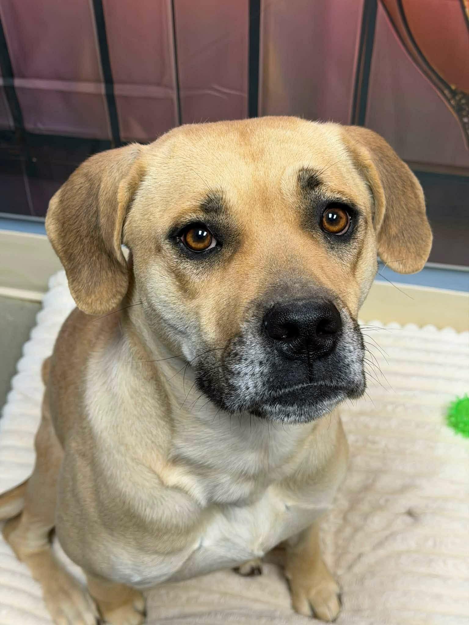 Winter, a ADOPTABLE mixed breed in Port Saint Lucie, FL image 3/5