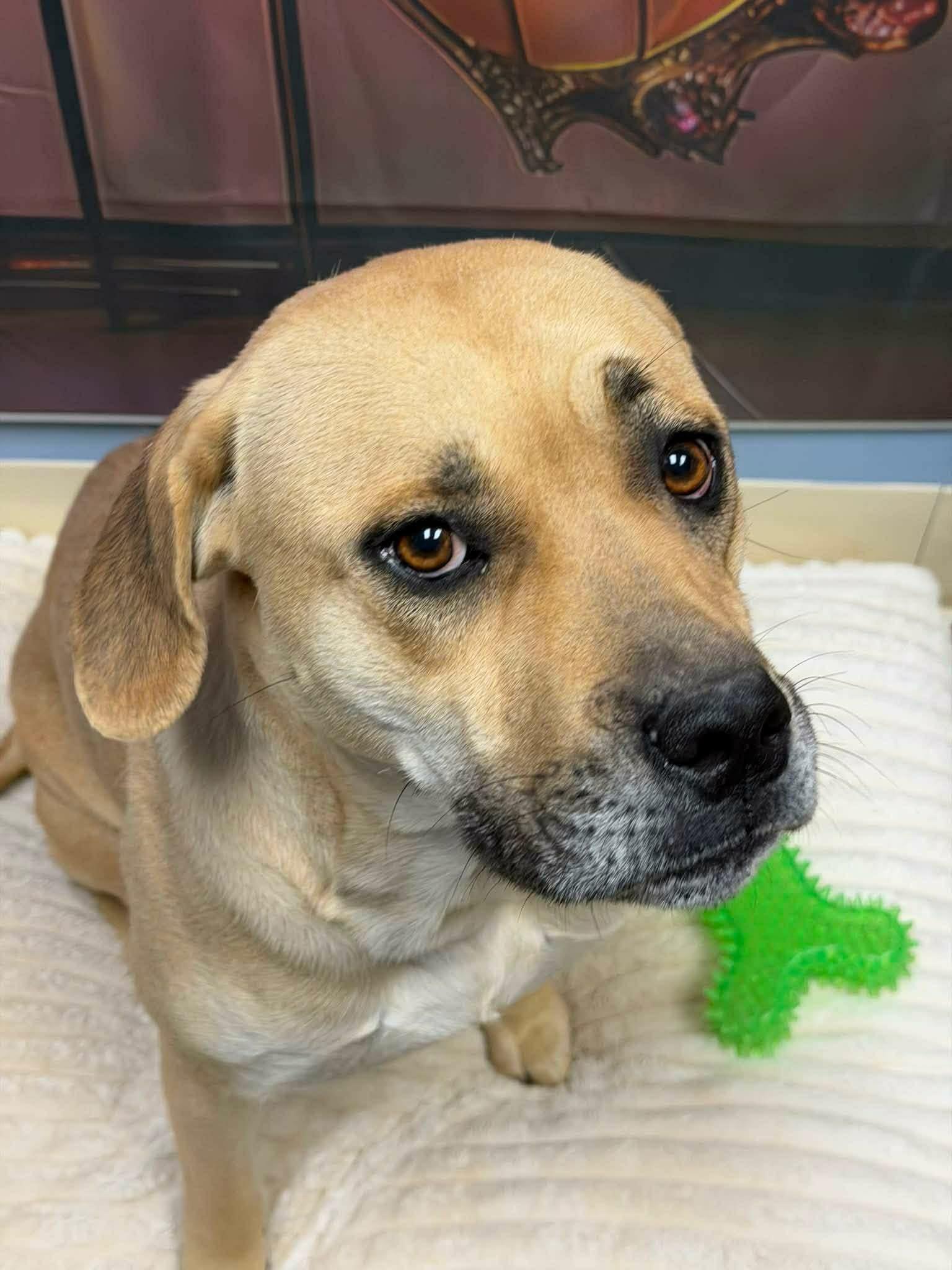 Winter, a ADOPTABLE mixed breed in Port Saint Lucie, FL image 4/5