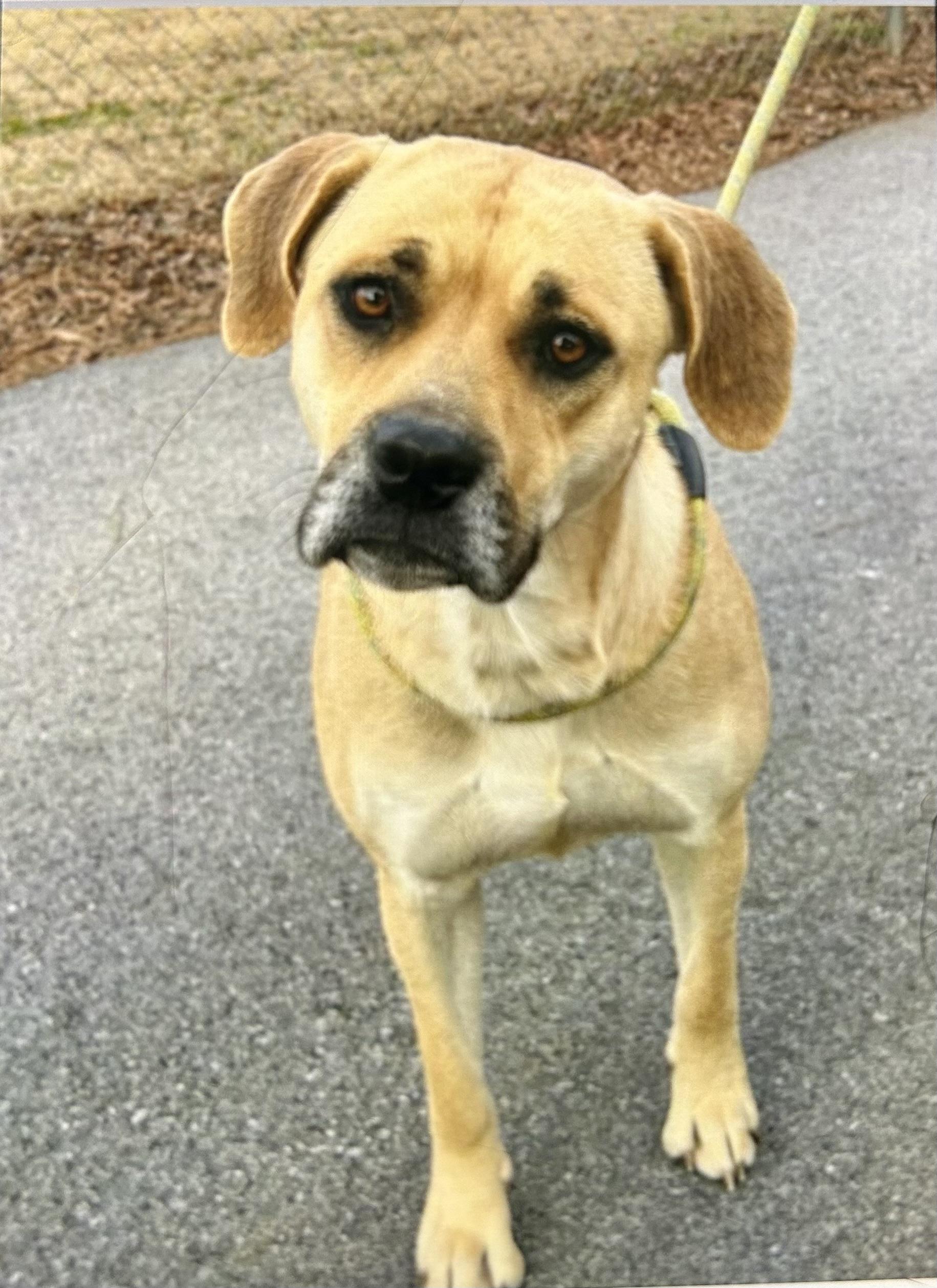 Winter, a ADOPTABLE mixed breed in Port Saint Lucie, FL image 5/5