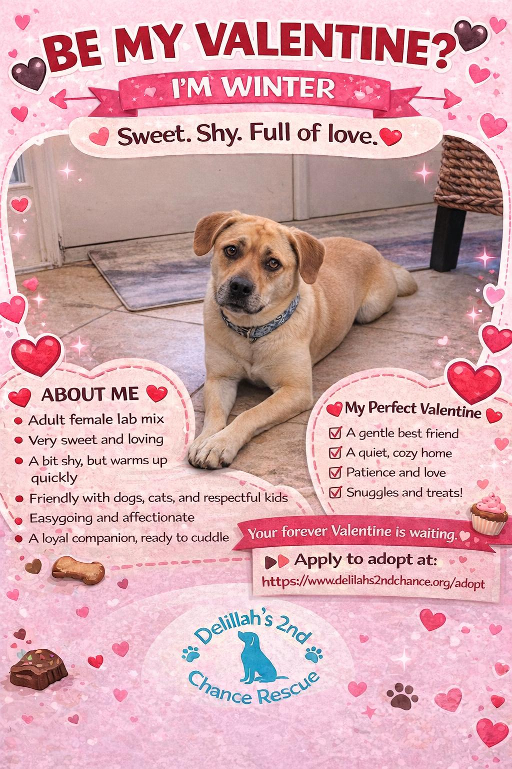 Winter, a ADOPTABLE mixed breed in Port Saint Lucie, FL image 1/5