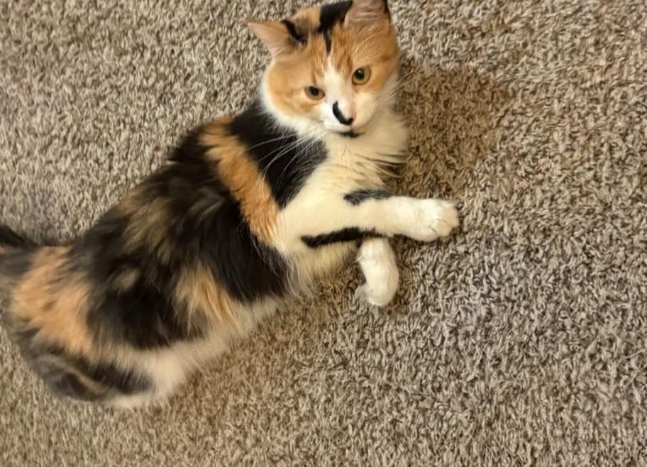 Lucy and Toffee BONDED PAIR **COURTESY POST**CONTACT OWNER**, Adoptable, Adult Female Domestic Short Hair.