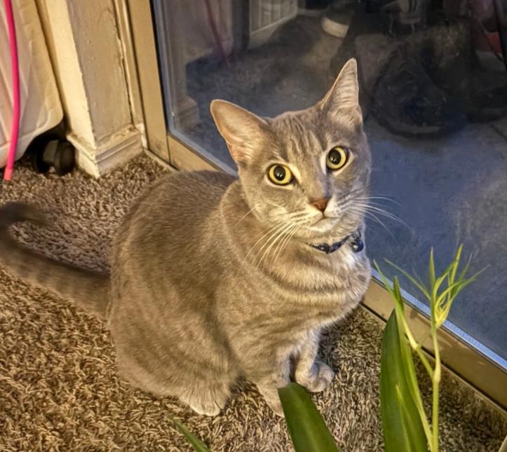 Lucy and Toffee BONDED PAIR **COURTESY POST**CONTACT OWNER**