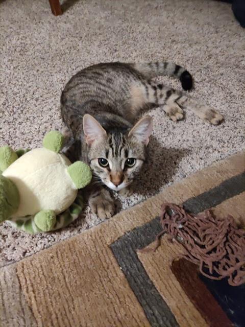 KANGA, Adoptable, Young Male Domestic Short Hair & Domestic Short Hair.