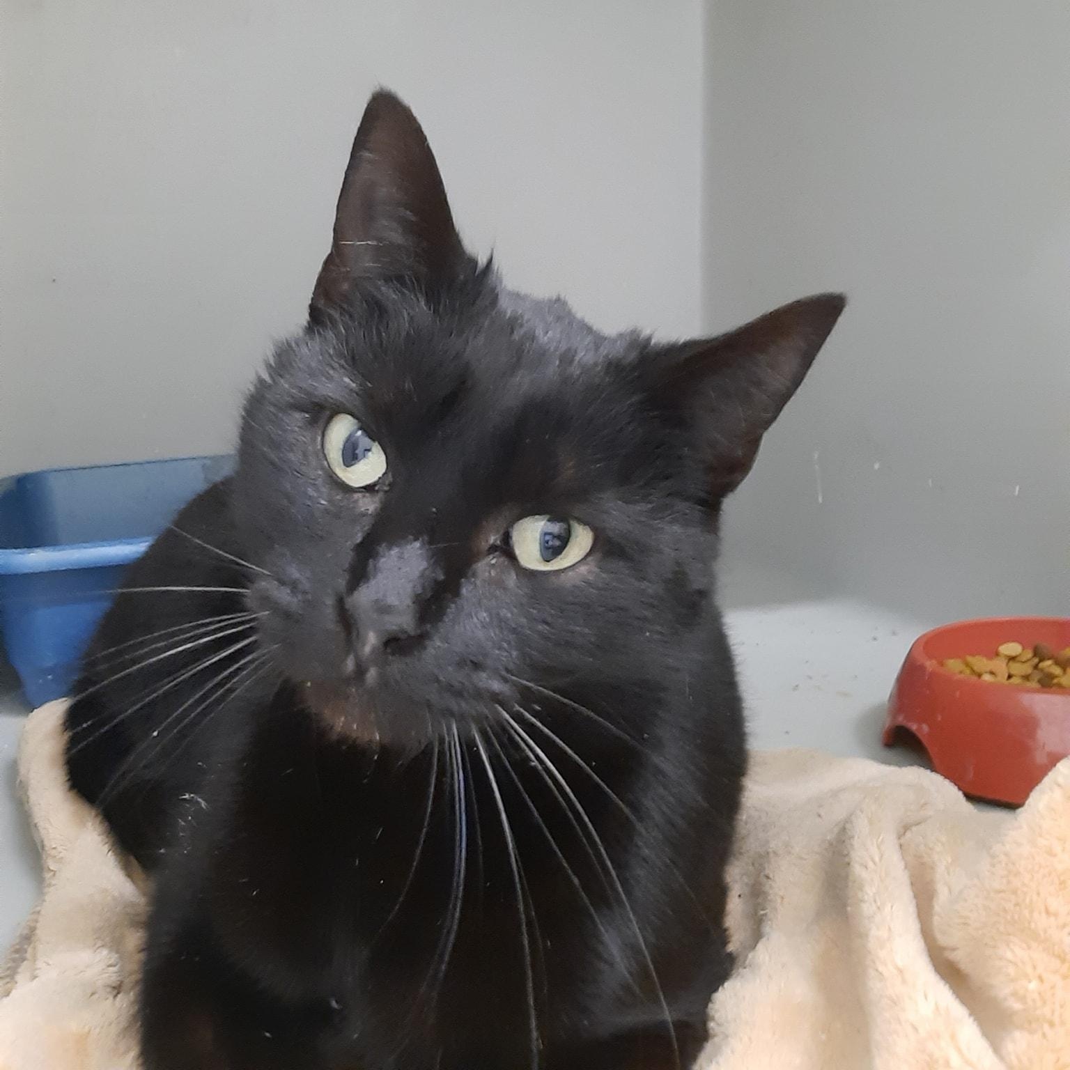 Lyla, a ADOPTABLE mixed breed in Metropolis, IL image 2/2