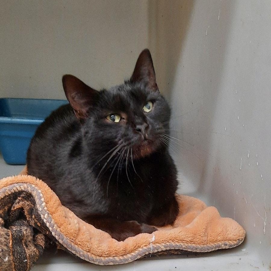 Lyla, ADOPTABLE, Adult Female Domestic Short Hair.