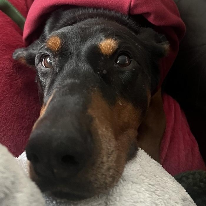 Enlarge Grimm, an adoptable Doberman Pinscher in Toledo, OH image 1/4