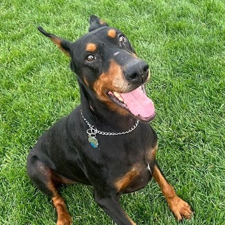Enlarge Grimm, an adoptable Doberman Pinscher in Toledo, OH image 2/4