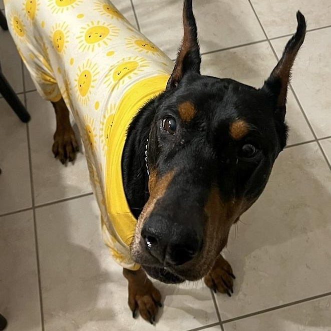 Enlarge Grimm, an adoptable Doberman Pinscher in Toledo, OH image 3/4