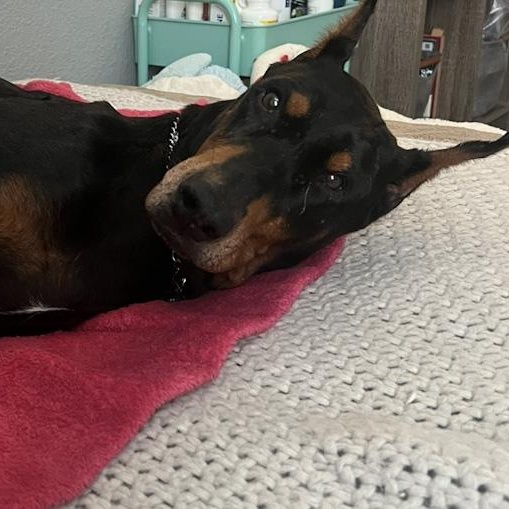 Enlarge Grimm, an adoptable Doberman Pinscher in Toledo, OH image 4/4