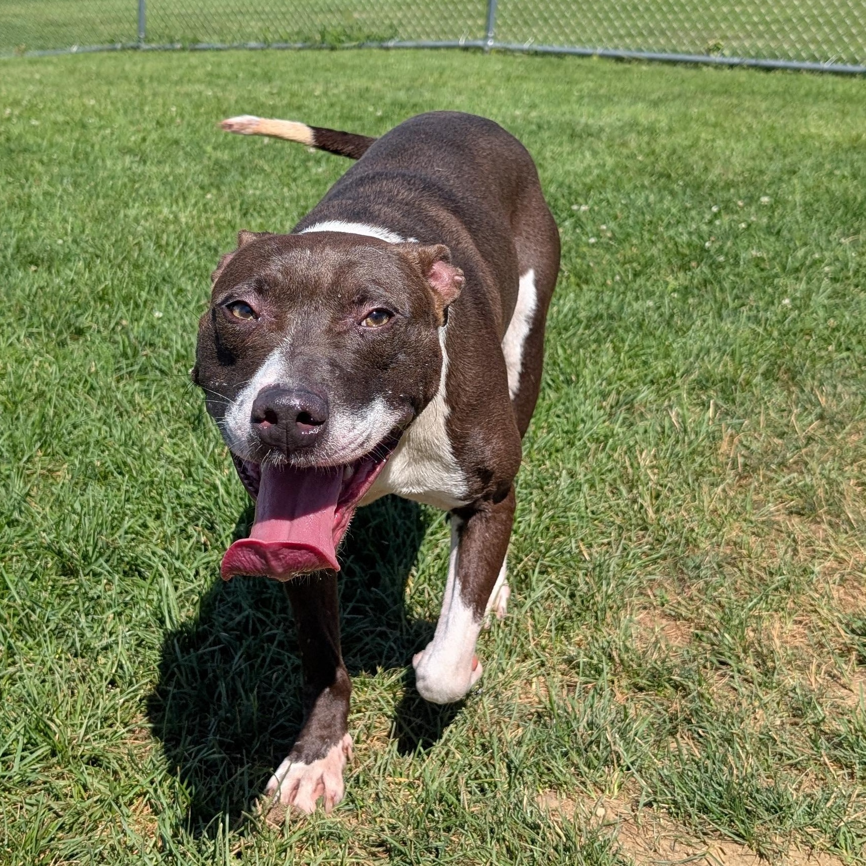 Enlarge 186417 Slater, a Adoptable mixed breed in Ravenna, OH image 5/6