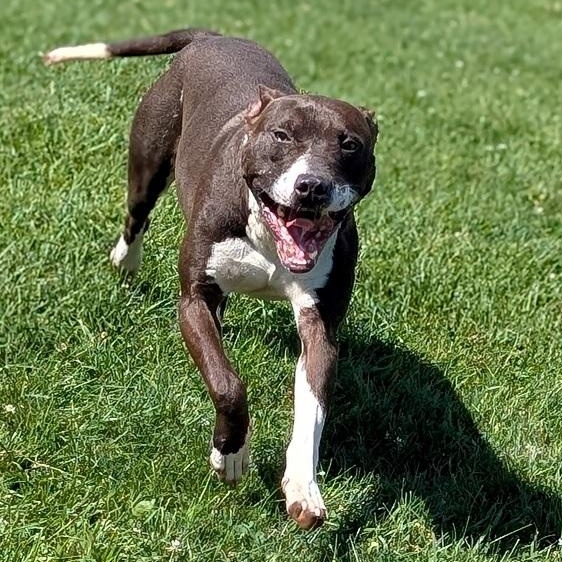 Enlarge 186417 Slater, a Adoptable mixed breed in Ravenna, OH image 1/6