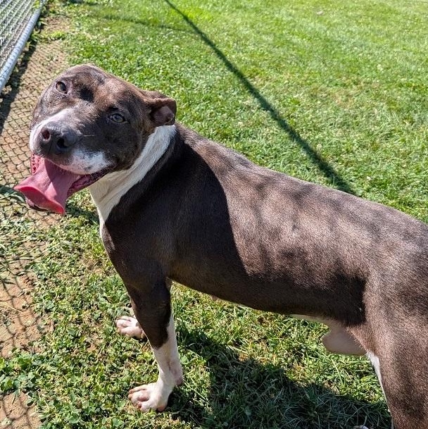 Enlarge 186417 Slater, a Adoptable mixed breed in Ravenna, OH image 6/6