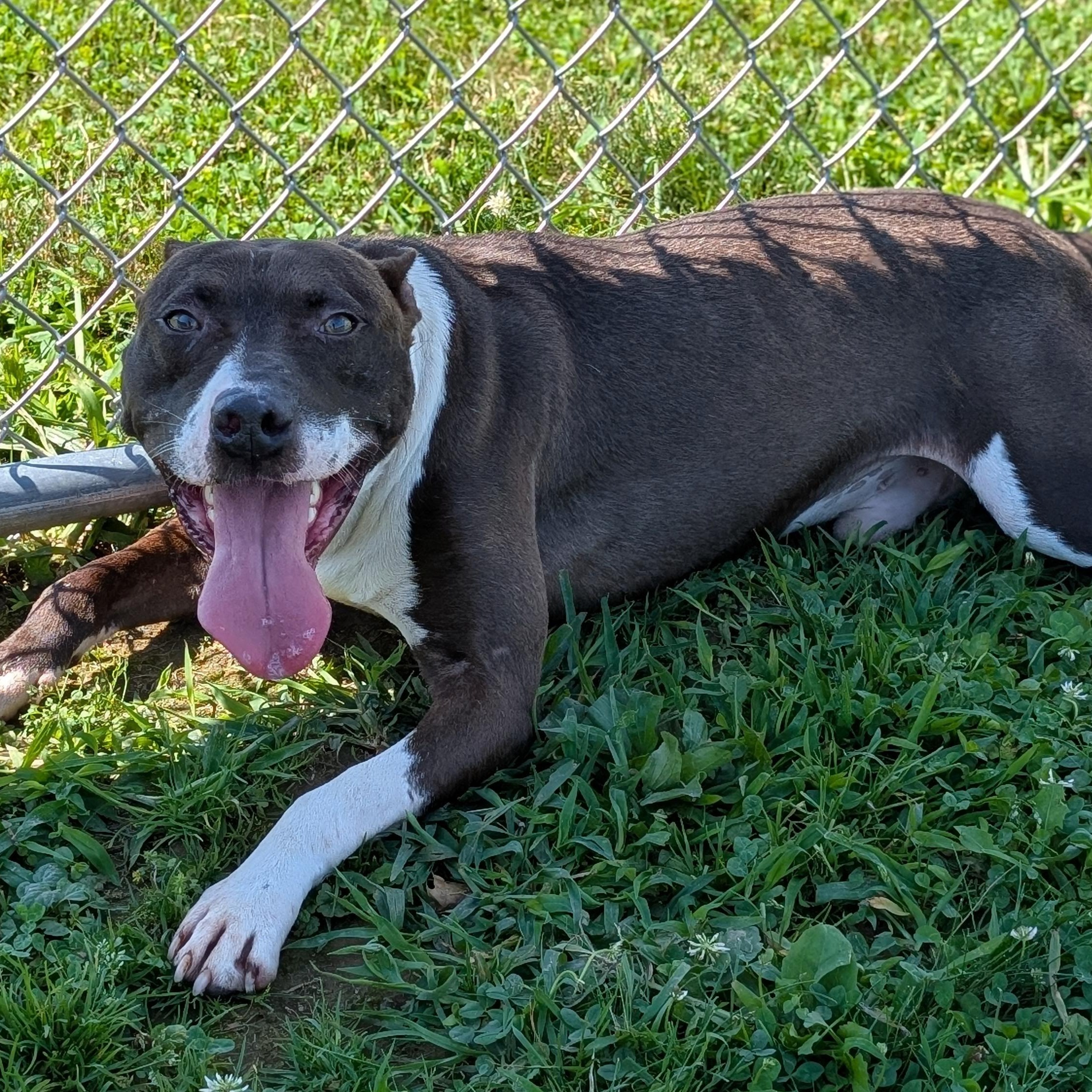 Enlarge 186417 Slater, a Adoptable mixed breed in Ravenna, OH image 2/6