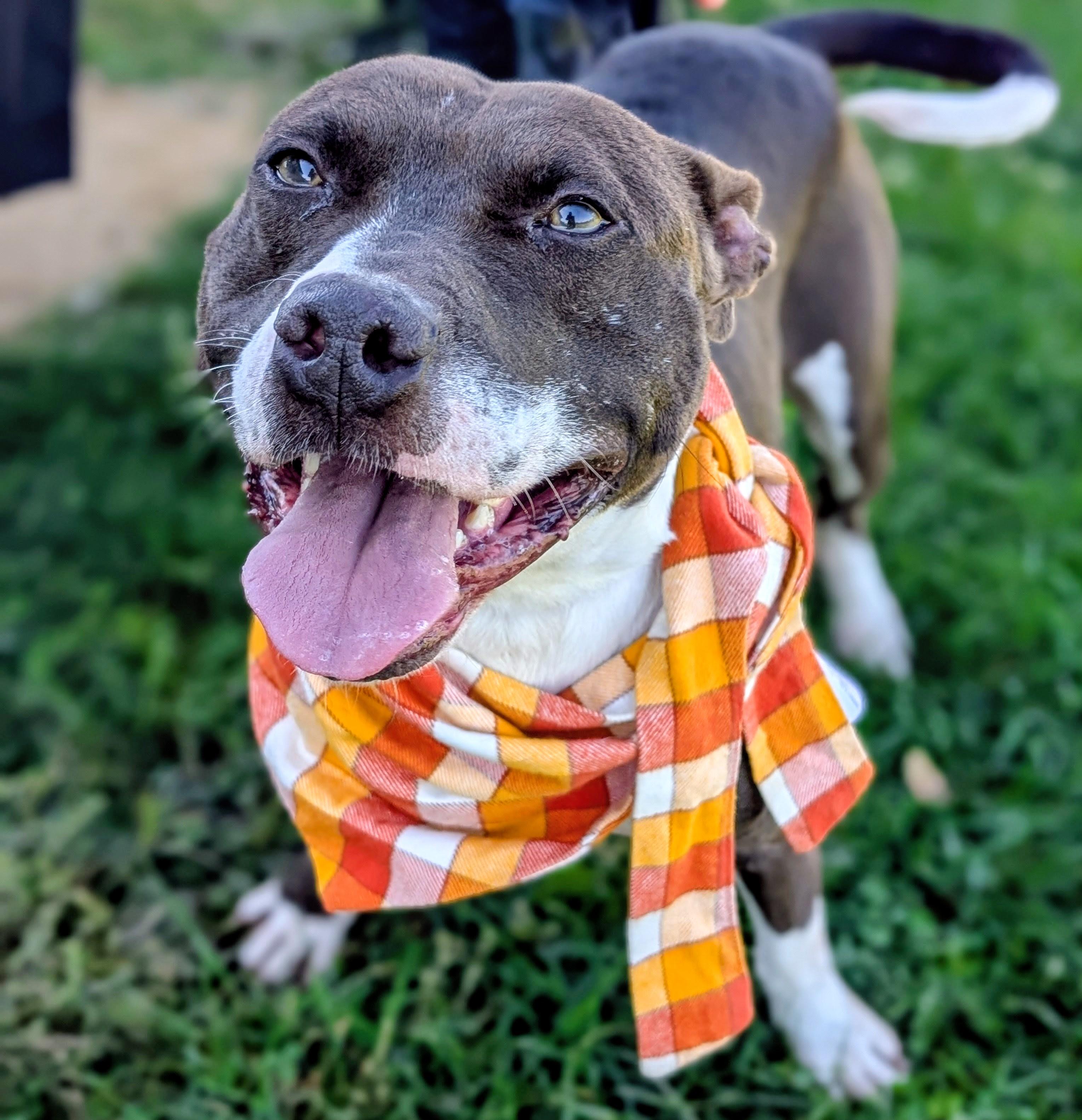 186417 Slater, Adoptable, Adult Male Pit Bull Terrier.