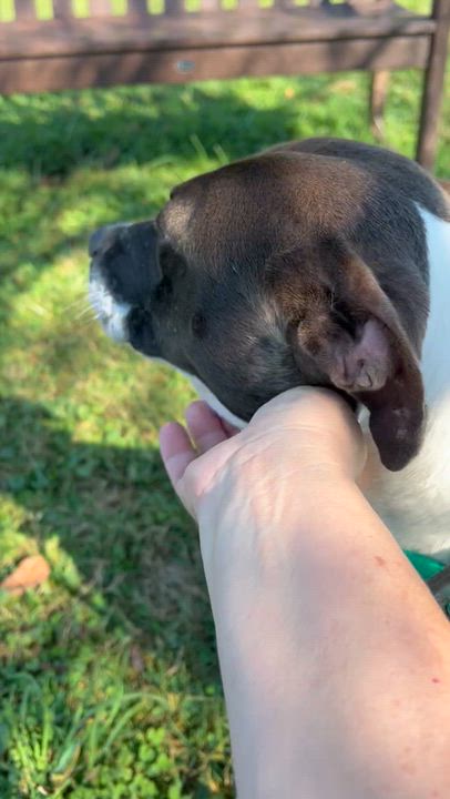 Enlarge 186417 Slater, a Adoptable mixed breed in Ravenna, OH video 4/6