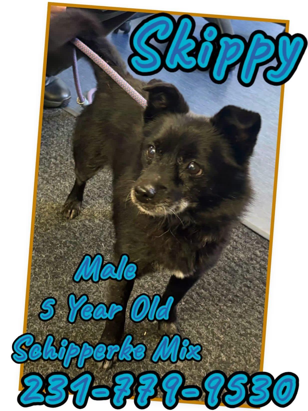 SKIPPY, Adoptable, Adult Male Schipperke.