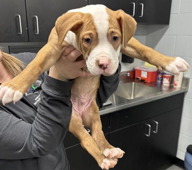 BIG BOY, Adoptable, Puppy Male Pit Bull Terrier.