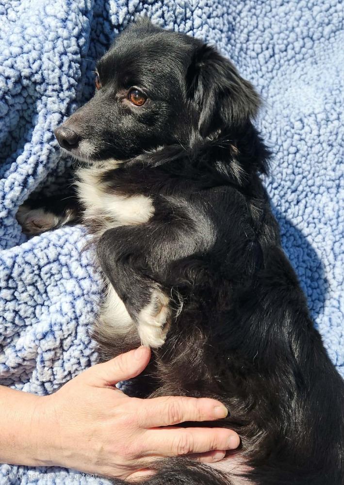 Milo, Adoptable, Young Male Chihuahua.