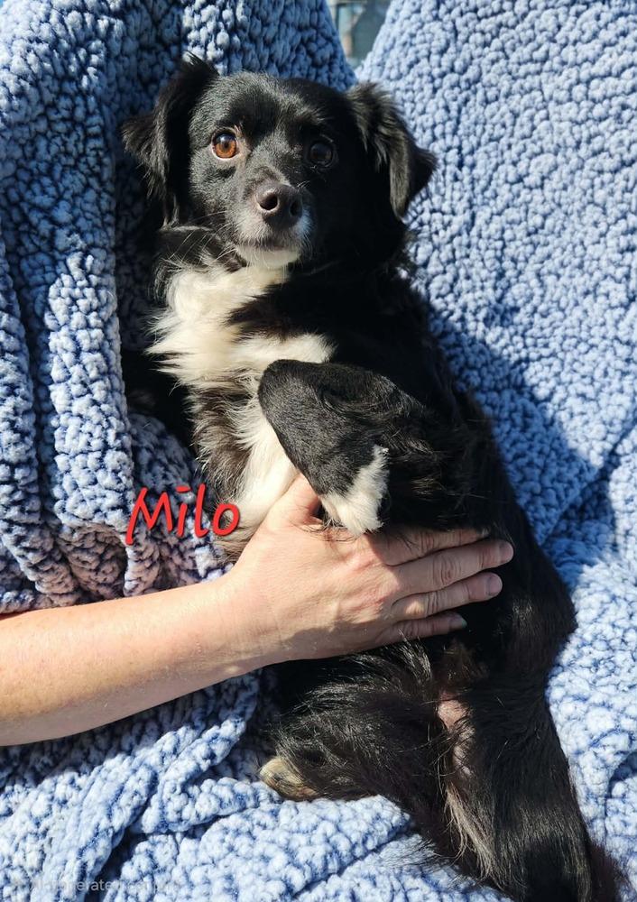 Enlarge Milo, a Adoptable mixed breed in Waterloo, IL image 3/4