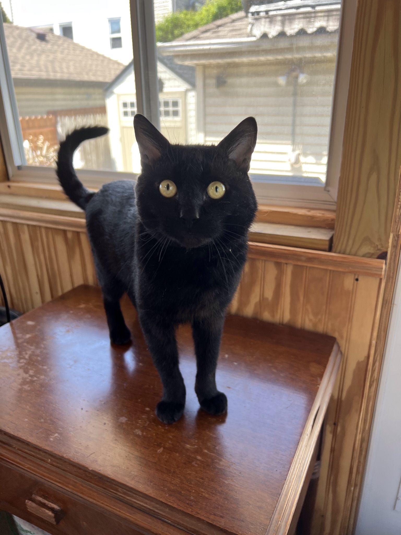 MJ, a Adoptable Domestic Short Hair in staten island, NY image 3/3