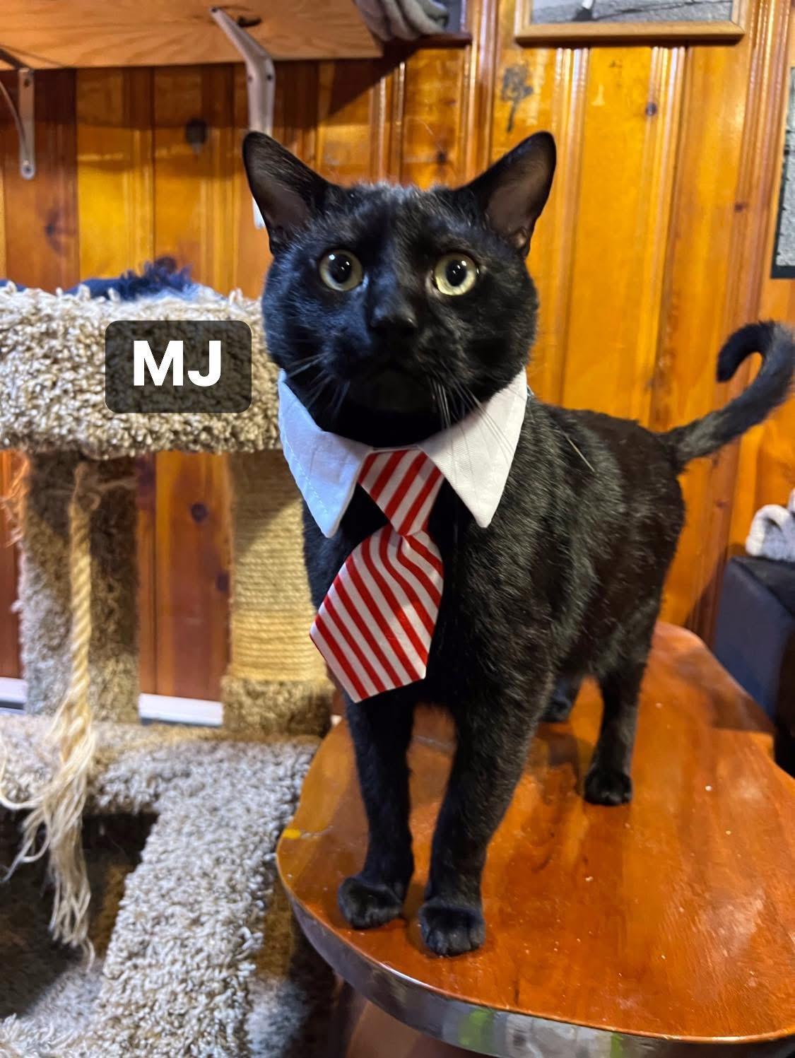 MJ, a Adoptable Domestic Short Hair in staten island, NY image 2/3
