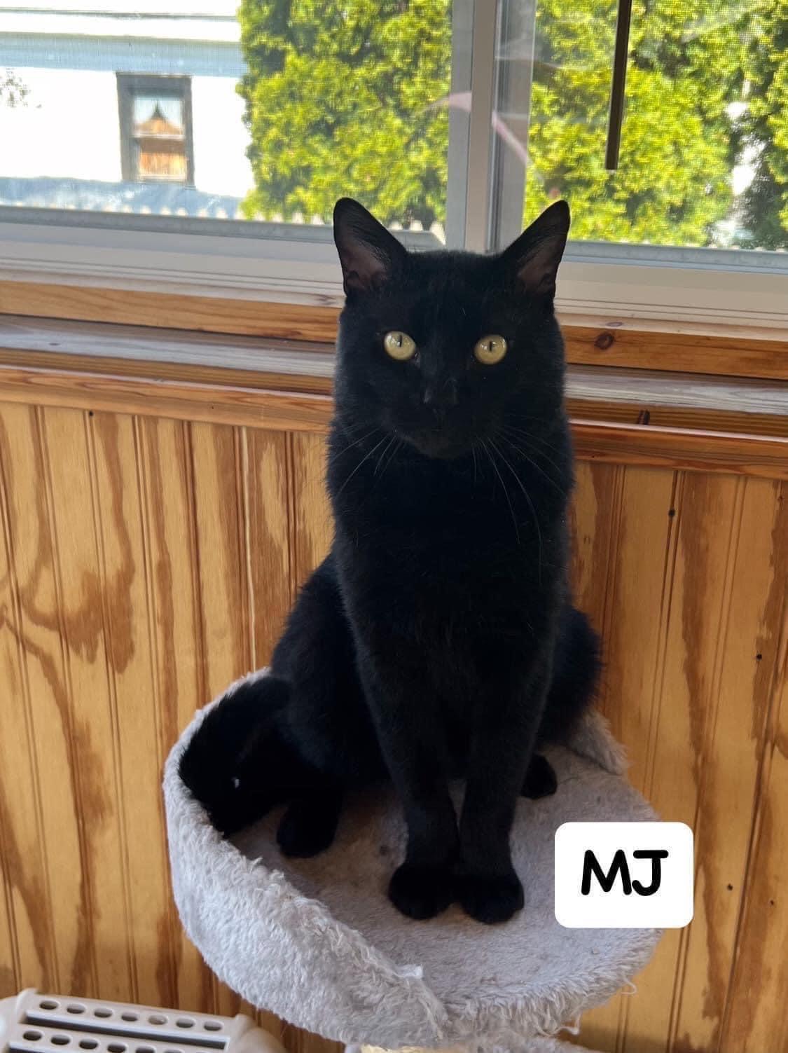 MJ, Adoptable, Adult Male Domestic Short Hair.