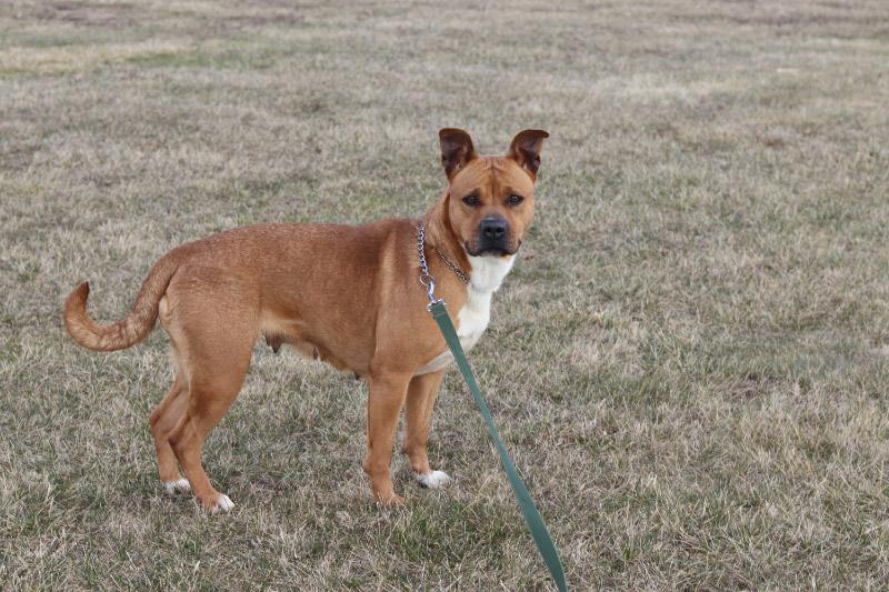 Enlarge Cordelia, a ADOPTABLE Mixed Breed in Ionia, MI image 2/5