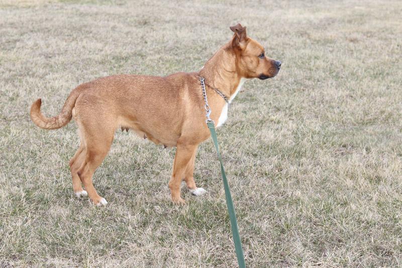 Enlarge Cordelia, a ADOPTABLE Mixed Breed in Ionia, MI image 3/5