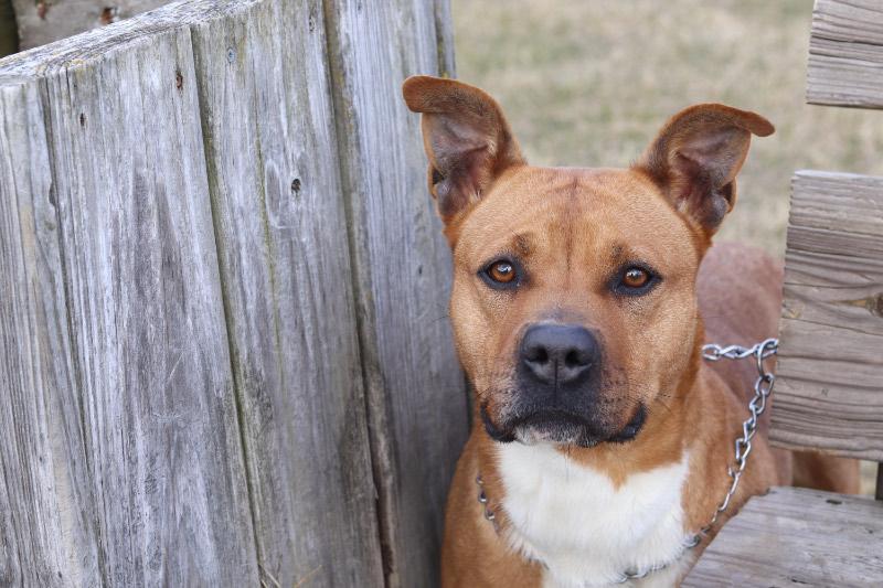 Enlarge Cordelia, a ADOPTABLE Mixed Breed in Ionia, MI image 1/5