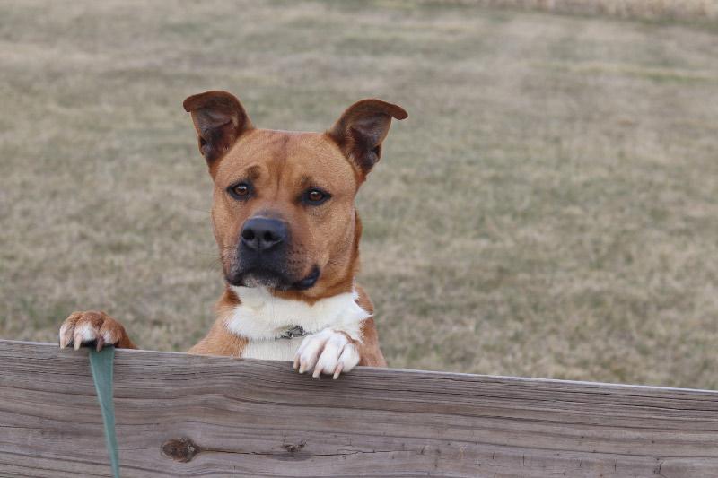 Enlarge Cordelia, a ADOPTABLE Mixed Breed in Ionia, MI image 4/5