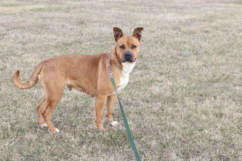 Enlarge Cordelia, a ADOPTABLE Mixed Breed in Ionia, MI image 5/5