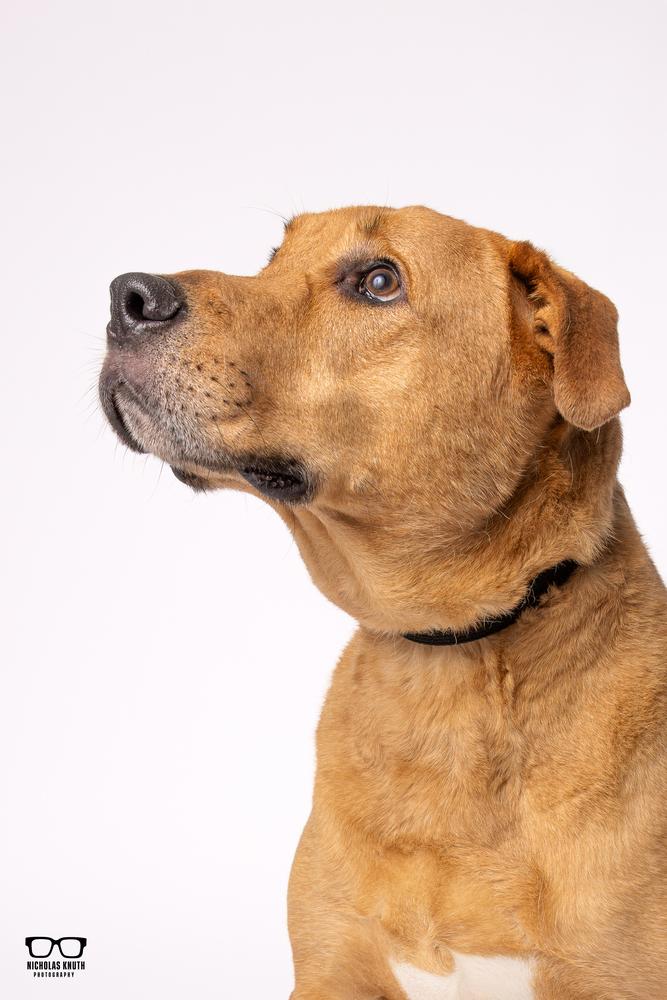 Enlarge Hutch, a Adoptable mixed breed in Palatine, IL image 1/6