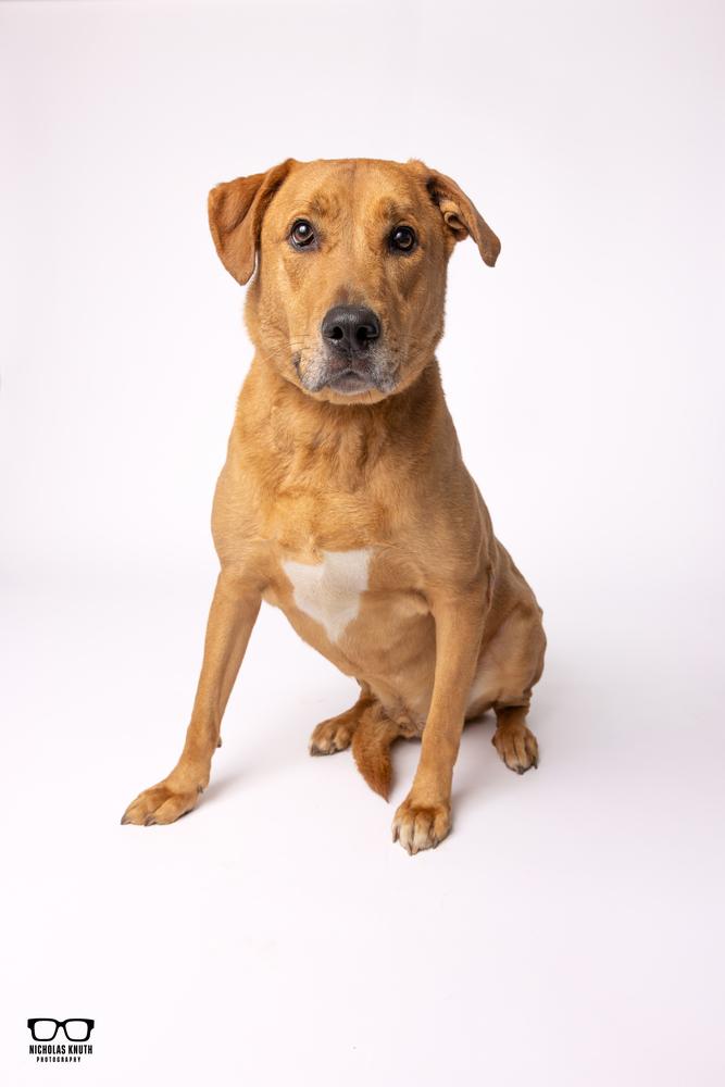Enlarge Hutch, a Adoptable mixed breed in Palatine, IL image 2/6